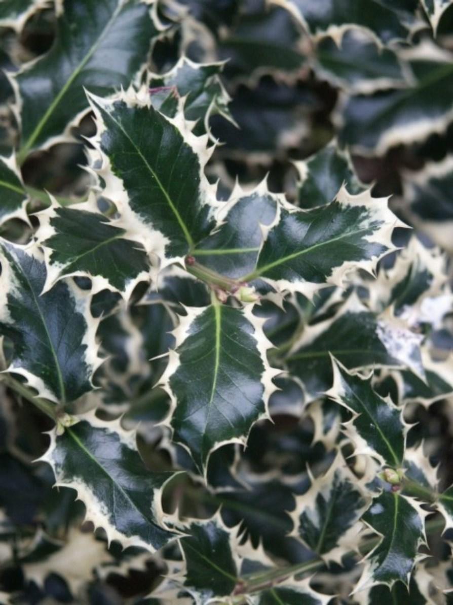 Ilex aquifolium 'Silver Queen'